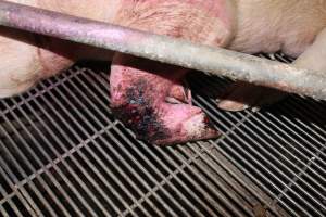 Sow with bloody chewed leg - In late October 2013, a sow was discovered in a terrible condition, unable to move, with large bloody wounds on both of her front legs. She could not reach food or water. Activists were able to find a dish and fill it with water to give to her, and after some initial hesitance, she began frantically drinking litre after litre.
Many other sows were found with large untreated injuries, most of them in the sow stalls.
Activists called police the following morning, but nobody was sent until three days later. The police were advised by the owners that the sow had suffered severe prolapses after giving birth to a litter of stillborns, damaging the nerves in her back legs and leaving her partially paralysed. The owners had called in a vet sometime on Thursday 24th or Friday 25th October, who suggested they leave her over the weekend to see if her condition improved, and if not, to