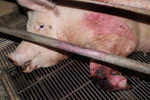 Sow with bloody chewed leg - In late October 2013, a sow was discovered in a terrible condition, unable to move, with large bloody wounds on both of her front legs. She could not reach food or water. Activists were able to find a dish and fill it with water to give to her, and after some initial hesitance, she began frantically drinking litre after litre.
Many other sows were found with large untreated injuries, most of them in the sow stalls.
Activists called police the following morning, but nobody was sent until three days later. The police were advised by the owners that the sow had suffered severe prolapses after giving birth to a litter of stillborns, damaging the nerves in her back legs and leaving her partially paralysed. The owners had called in a vet sometime on Thursday 24th or Friday 25th October, who suggested they leave her over the weekend to see if her condition improved, and if not, to