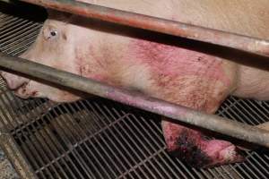 Sow with bloody chewed leg - In late October 2013, a sow was discovered in a terrible condition, unable to move, with large bloody wounds on both of her front legs. She could not reach food or water. Activists were able to find a dish and fill it with water to give to her, and after some initial hesitance, she began frantically drinking litre after litre.
Many other sows were found with large untreated injuries, most of them in the sow stalls.
Activists called police the following morning, but nobody was sent until three days later. The police were advised by the owners that the sow had suffered severe prolapses after giving birth to a litter of stillborns, damaging the nerves in her back legs and leaving her partially paralysed. The owners had called in a vet sometime on Thursday 24th or Friday 25th October, who suggested they leave her over the weekend to see if her condition improved, and if not, to