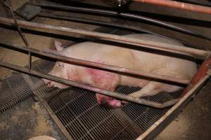 Sow with bloody chewed leg - In late October 2013, a sow was discovered in a terrible condition, unable to move, with large bloody wounds on both of her front legs. She could not reach food or water. Activists were able to find a dish and fill it with water to give to her, and after some initial hesitance, she began frantically drinking litre after litre.
Many other sows were found with large untreated injuries, most of them in the sow stalls.
Activists called police the following morning, but nobody was sent until three days later. The police were advised by the owners that the sow had suffered severe prolapses after giving birth to a litter of stillborns, damaging the nerves in her back legs and leaving her partially paralysed. The owners had called in a vet sometime on Thursday 24th or Friday 25th October, who suggested they leave her over the weekend to see if her condition improved, and if not, to
