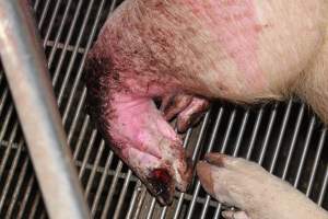 Sow with bloody chewed leg - In late October 2013, a sow was discovered in a terrible condition, unable to move, with large bloody wounds on both of her front legs. She could not reach food or water. Activists were able to find a dish and fill it with water to give to her, and after some initial hesitance, she began frantically drinking litre after litre.
Many other sows were found with large untreated injuries, most of them in the sow stalls.
Activists called police the following morning, but nobody was sent until three days later. The police were advised by the owners that the sow had suffered severe prolapses after giving birth to a litter of stillborns, damaging the nerves in her back legs and leaving her partially paralysed. The owners had called in a vet sometime on Thursday 24th or Friday 25th October, who suggested they leave her over the weekend to see if her condition improved, and if not, to