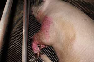 Sow with bloody chewed leg - In late October 2013, a sow was discovered in a terrible condition, unable to move, with large bloody wounds on both of her front legs. She could not reach food or water. Activists were able to find a dish and fill it with water to give to her, and after some initial hesitance, she began frantically drinking litre after litre.
Many other sows were found with large untreated injuries, most of them in the sow stalls.
Activists called police the following morning, but nobody was sent until three days later. The police were advised by the owners that the sow had suffered severe prolapses after giving birth to a litter of stillborns, damaging the nerves in her back legs and leaving her partially paralysed. The owners had called in a vet sometime on Thursday 24th or Friday 25th October, who suggested they leave her over the weekend to see if her condition improved, and if not, to