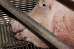 Injured sow in crate - In late October 2013, a sow was discovered in a terrible condition, unable to move, with large bloody wounds on both of her front legs. She could not reach food or water. Activists were able to find a dish and fill it with water to give to her, and after some initial hesitance, she began frantically drinking litre after litre.
Many other sows were found with large untreated injuries, most of them in the sow stalls.
Activists called police the following morning, but nobody was sent until three days later. The police were advised by the owners that the sow had suffered severe prolapses after giving birth to a litter of stillborns, damaging the nerves in her back legs and leaving her partially paralysed. The owners had called in a vet sometime on Thursday 24th or Friday 25th October, who suggested they leave her over the weekend to see if her condition improved, and if not, to