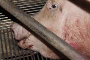 Injured sow in crate - In late October 2013, a sow was discovered in a terrible condition, unable to move, with large bloody wounds on both of her front legs. She could not reach food or water. Activists were able to find a dish and fill it with water to give to her, and after some initial hesitance, she began frantically drinking litre after litre.

Many other sows were found with large untreated injuries, most of them in the sow stalls.

Activists called police the following morning, but nobody was sent until three days later. The police were advised by the owners that the sow had suffered severe prolapses after giving birth to a litter of stillborns, damaging the nerves in her back legs and leaving her partially paralysed. The owners had called in a vet sometime on Thursday 24th or Friday 25th October, who suggested they leave her over the weekend to see if her condition improved, and if not, to 