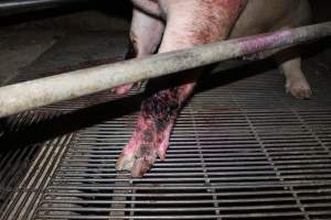 Injured sow in crate - In late October 2013, a sow was discovered in a terrible condition, unable to move, with large bloody wounds on both of her front legs. She could not reach food or water. Activists were able to find a dish and fill it with water to give to her, and after some initial hesitance, she began frantically drinking litre after litre.

Many other sows were found with large untreated injuries, most of them in the sow stalls.

Activists called police the following morning, but nobody was sent until three days later. The police were advised by the owners that the sow had suffered severe prolapses after giving birth to a litter of stillborns, damaging the nerves in her back legs and leaving her partially paralysed. The owners had called in a vet sometime on Thursday 24th or Friday 25th October, who suggested they leave her over the weekend to see if her condition improved, and if not, to 