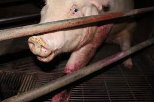 Injured sow in crate - In late October 2013, a sow was discovered in a terrible condition, unable to move, with large bloody wounds on both of her front legs. She could not reach food or water. Activists were able to find a dish and fill it with water to give to her, and after some initial hesitance, she began frantically drinking litre after litre.
Many other sows were found with large untreated injuries, most of them in the sow stalls.
Activists called police the following morning, but nobody was sent until three days later. The police were advised by the owners that the sow had suffered severe prolapses after giving birth to a litter of stillborns, damaging the nerves in her back legs and leaving her partially paralysed. The owners had called in a vet sometime on Thursday 24th or Friday 25th October, who suggested they leave her over the weekend to see if her condition improved, and if not, to