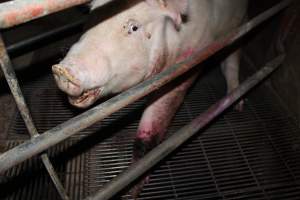 Injured sow in crate - In late October 2013, a sow was discovered in a terrible condition, unable to move, with large bloody wounds on both of her front legs. She could not reach food or water. Activists were able to find a dish and fill it with water to give to her, and after some initial hesitance, she began frantically drinking litre after litre.
Many other sows were found with large untreated injuries, most of them in the sow stalls.
Activists called police the following morning, but nobody was sent until three days later. The police were advised by the owners that the sow had suffered severe prolapses after giving birth to a litter of stillborns, damaging the nerves in her back legs and leaving her partially paralysed. The owners had called in a vet sometime on Thursday 24th or Friday 25th October, who suggested they leave her over the weekend to see if her condition improved, and if not, to