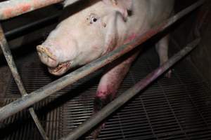 Injured sow in crate - In late October 2013, a sow was discovered in a terrible condition, unable to move, with large bloody wounds on both of her front legs. She could not reach food or water. Activists were able to find a dish and fill it with water to give to her, and after some initial hesitance, she began frantically drinking litre after litre.

Many other sows were found with large untreated injuries, most of them in the sow stalls.

Activists called police the following morning, but nobody was sent until three days later. The police were advised by the owners that the sow had suffered severe prolapses after giving birth to a litter of stillborns, damaging the nerves in her back legs and leaving her partially paralysed. The owners had called in a vet sometime on Thursday 24th or Friday 25th October, who suggested they leave her over the weekend to see if her condition improved, and if not, to 