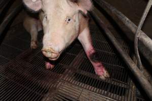 Injured sow in crate - In late October 2013, a sow was discovered in a terrible condition, unable to move, with large bloody wounds on both of her front legs. She could not reach food or water. Activists were able to find a dish and fill it with water to give to her, and after some initial hesitance, she began frantically drinking litre after litre.
Many other sows were found with large untreated injuries, most of them in the sow stalls.
Activists called police the following morning, but nobody was sent until three days later. The police were advised by the owners that the sow had suffered severe prolapses after giving birth to a litter of stillborns, damaging the nerves in her back legs and leaving her partially paralysed. The owners had called in a vet sometime on Thursday 24th or Friday 25th October, who suggested they leave her over the weekend to see if her condition improved, and if not, to