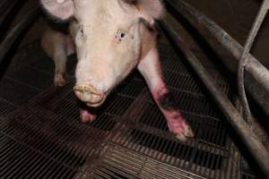 Injured sow in crate - In late October 2013, a sow was discovered in a terrible condition, unable to move, with large bloody wounds on both of her front legs. She could not reach food or water. Activists were able to find a dish and fill it with water to give to her, and after some initial hesitance, she began frantically drinking litre after litre.

Many other sows were found with large untreated injuries, most of them in the sow stalls.

Activists called police the following morning, but nobody was sent until three days later. The police were advised by the owners that the sow had suffered severe prolapses after giving birth to a litter of stillborns, damaging the nerves in her back legs and leaving her partially paralysed. The owners had called in a vet sometime on Thursday 24th or Friday 25th October, who suggested they leave her over the weekend to see if her condition improved, and if not, to 