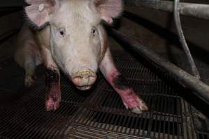 Injured sow in crate - In late October 2013, a sow was discovered in a terrible condition, unable to move, with large bloody wounds on both of her front legs. She could not reach food or water. Activists were able to find a dish and fill it with water to give to her, and after some initial hesitance, she began frantically drinking litre after litre.
Many other sows were found with large untreated injuries, most of them in the sow stalls.
Activists called police the following morning, but nobody was sent until three days later. The police were advised by the owners that the sow had suffered severe prolapses after giving birth to a litter of stillborns, damaging the nerves in her back legs and leaving her partially paralysed. The owners had called in a vet sometime on Thursday 24th or Friday 25th October, who suggested they leave her over the weekend to see if her condition improved, and if not, to