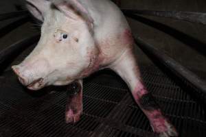 Injured sow in crate - In late October 2013, a sow was discovered in a terrible condition, unable to move, with large bloody wounds on both of her front legs. She could not reach food or water. Activists were able to find a dish and fill it with water to give to her, and after some initial hesitance, she began frantically drinking litre after litre.
Many other sows were found with large untreated injuries, most of them in the sow stalls.
Activists called police the following morning, but nobody was sent until three days later. The police were advised by the owners that the sow had suffered severe prolapses after giving birth to a litter of stillborns, damaging the nerves in her back legs and leaving her partially paralysed. The owners had called in a vet sometime on Thursday 24th or Friday 25th October, who suggested they leave her over the weekend to see if her condition improved, and if not, to