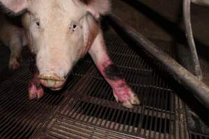 Injured sow in crate - In late October 2013, a sow was discovered in a terrible condition, unable to move, with large bloody wounds on both of her front legs. She could not reach food or water. Activists were able to find a dish and fill it with water to give to her, and after some initial hesitance, she began frantically drinking litre after litre.
Many other sows were found with large untreated injuries, most of them in the sow stalls.
Activists called police the following morning, but nobody was sent until three days later. The police were advised by the owners that the sow had suffered severe prolapses after giving birth to a litter of stillborns, damaging the nerves in her back legs and leaving her partially paralysed. The owners had called in a vet sometime on Thursday 24th or Friday 25th October, who suggested they leave her over the weekend to see if her condition improved, and if not, to
