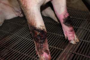 Injured sow in crate - In late October 2013, a sow was discovered in a terrible condition, unable to move, with large bloody wounds on both of her front legs. She could not reach food or water. Activists were able to find a dish and fill it with water to give to her, and after some initial hesitance, she began frantically drinking litre after litre.
Many other sows were found with large untreated injuries, most of them in the sow stalls.
Activists called police the following morning, but nobody was sent until three days later. The police were advised by the owners that the sow had suffered severe prolapses after giving birth to a litter of stillborns, damaging the nerves in her back legs and leaving her partially paralysed. The owners had called in a vet sometime on Thursday 24th or Friday 25th October, who suggested they leave her over the weekend to see if her condition improved, and if not, to
