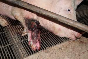 Injured sow in crate - In late October 2013, a sow was discovered in a terrible condition, unable to move, with large bloody wounds on both of her front legs. She could not reach food or water. Activists were able to find a dish and fill it with water to give to her, and after some initial hesitance, she began frantically drinking litre after litre.

Many other sows were found with large untreated injuries, most of them in the sow stalls.

Activists called police the following morning, but nobody was sent until three days later. The police were advised by the owners that the sow had suffered severe prolapses after giving birth to a litter of stillborns, damaging the nerves in her back legs and leaving her partially paralysed. The owners had called in a vet sometime on Thursday 24th or Friday 25th October, who suggested they leave her over the weekend to see if her condition improved, and if not, to 