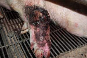 Injured sow in crate - In late October 2013, a sow was discovered in a terrible condition, unable to move, with large bloody wounds on both of her front legs. She could not reach food or water. Activists were able to find a dish and fill it with water to give to her, and after some initial hesitance, she began frantically drinking litre after litre.
Many other sows were found with large untreated injuries, most of them in the sow stalls.
Activists called police the following morning, but nobody was sent until three days later. The police were advised by the owners that the sow had suffered severe prolapses after giving birth to a litter of stillborns, damaging the nerves in her back legs and leaving her partially paralysed. The owners had called in a vet sometime on Thursday 24th or Friday 25th October, who suggested they leave her over the weekend to see if her condition improved, and if not, to
