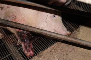 Injured sow in crate - In late October 2013, a sow was discovered in a terrible condition, unable to move, with large bloody wounds on both of her front legs. She could not reach food or water. Activists were able to find a dish and fill it with water to give to her, and after some initial hesitance, she began frantically drinking litre after litre.
Many other sows were found with large untreated injuries, most of them in the sow stalls.
Activists called police the following morning, but nobody was sent until three days later. The police were advised by the owners that the sow had suffered severe prolapses after giving birth to a litter of stillborns, damaging the nerves in her back legs and leaving her partially paralysed. The owners had called in a vet sometime on Thursday 24th or Friday 25th October, who suggested they leave her over the weekend to see if her condition improved, and if not, to