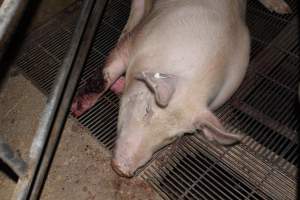 Injured sow in crate - In late October 2013, a sow was discovered in a terrible condition, unable to move, with large bloody wounds on both of her front legs. She could not reach food or water. Activists were able to find a dish and fill it with water to give to her, and after some initial hesitance, she began frantically drinking litre after litre.
Many other sows were found with large untreated injuries, most of them in the sow stalls.
Activists called police the following morning, but nobody was sent until three days later. The police were advised by the owners that the sow had suffered severe prolapses after giving birth to a litter of stillborns, damaging the nerves in her back legs and leaving her partially paralysed. The owners had called in a vet sometime on Thursday 24th or Friday 25th October, who suggested they leave her over the weekend to see if her condition improved, and if not, to