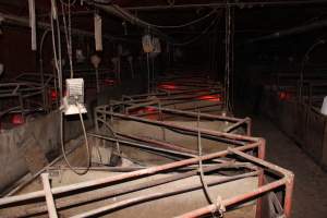 Farrowing crates at Springview Piggery NSW - Australian pig farming - Captured at Springview Piggery, Gooloogong NSW Australia.