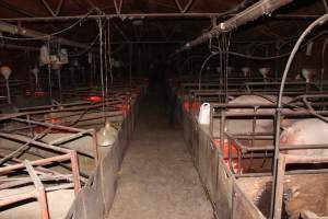 Looking down aisle of farrowing shed - Australian pig farming - Captured at Springview Piggery, Gooloogong NSW Australia.