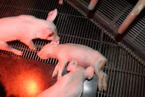 Dead piglet in farrowing crate - Australian pig farming - Captured at Springview Piggery, Gooloogong NSW Australia.