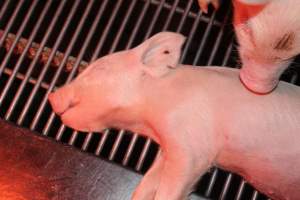 Dead piglet in farrowing crate - Australian pig farming - Captured at Springview Piggery, Gooloogong NSW Australia.