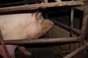 Farrowing crates at Springview Piggery NSW - Australian pig farming - Captured at Springview Piggery, Gooloogong NSW Australia.