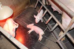 Dead piglet in farrowing crate - Australian pig farming - Captured at Springview Piggery, Gooloogong NSW Australia.