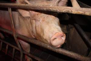 Farrowing crates at Springview Piggery NSW - Australian pig farming - Captured at Springview Piggery, Gooloogong NSW Australia.