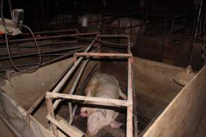 Injured sow in crate - In late October 2013, a sow was discovered in a terrible condition, unable to move, with large bloody wounds on both of her front legs. She could not reach food or water. Activists were able to find a dish and fill it with water to give to her, and after some initial hesitance, she began frantically drinking litre after litre.
Many other sows were found with large untreated injuries, most of them in the sow stalls.
Activists called police the following morning, but nobody was sent until three days later. The police were advised by the owners that the sow had suffered severe prolapses after giving birth to a litter of stillborns, damaging the nerves in her back legs and leaving her partially paralysed. The owners had called in a vet sometime on Thursday 24th or Friday 25th October, who suggested they leave her over the weekend to see if her condition improved, and if not, to