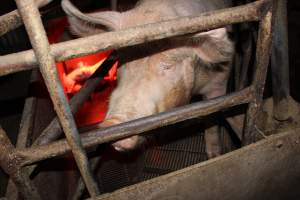 Farrowing crates at Springview Piggery NSW - Australian pig farming - Captured at Springview Piggery, Gooloogong NSW Australia.