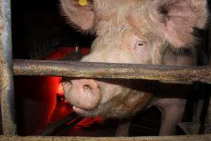 Farrowing crates at Springview Piggery NSW - Australian pig farming - Captured at Springview Piggery, Gooloogong NSW Australia.