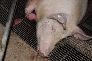 Injured sow in crate - In late October 2013, a sow was discovered in a terrible condition, unable to move, with large bloody wounds on both of her front legs. She could not reach food or water. Activists were able to find a dish and fill it with water to give to her, and after some initial hesitance, she began frantically drinking litre after litre.

Many other sows were found with large untreated injuries, most of them in the sow stalls.

Activists called police the following morning, but nobody was sent until three days later. The police were advised by the owners that the sow had suffered severe prolapses after giving birth to a litter of stillborns, damaging the nerves in her back legs and leaving her partially paralysed. The owners had called in a vet sometime on Thursday 24th or Friday 25th October, who suggested they leave her over the weekend to see if her condition improved, and if not, to 