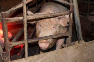 Farrowing crates at Springview Piggery NSW - Australian pig farming - Captured at Springview Piggery, Gooloogong NSW Australia.