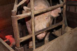 Farrowing crates at Springview Piggery NSW - Australian pig farming - Captured at Springview Piggery, Gooloogong NSW Australia.