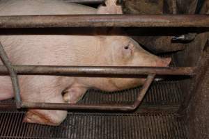 Farrowing crates at Springview Piggery NSW - Australian pig farming - Captured at Springview Piggery, Gooloogong NSW Australia.