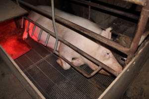 Farrowing crates at Springview Piggery NSW - Australian pig farming - Captured at Springview Piggery, Gooloogong NSW Australia.