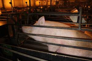 Farrowing crates at Corowa Piggery NSW - Australian pig farming - Captured at Corowa Piggery & Abattoir, Redlands NSW Australia.