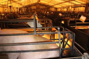 Farrowing crates at Corowa Piggery NSW - Australian pig farming - Captured at Corowa Piggery & Abattoir, Redlands NSW Australia.