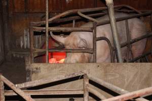 Farrowing crates at Springview Piggery NSW - Australian pig farming - Captured at Springview Piggery, Gooloogong NSW Australia.