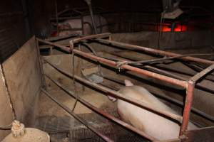 Farrowing crates at Springview Piggery NSW - Australian pig farming - Captured at Springview Piggery, Gooloogong NSW Australia.