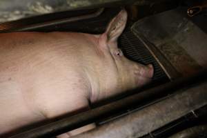 Farrowing crates at Corowa Piggery NSW - Australian pig farming - Captured at Corowa Piggery & Abattoir, Redlands NSW Australia.