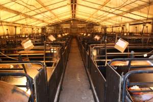 Looking down aisle of farrowing shed - Australian pig farming - Captured at Corowa Piggery & Abattoir, Redlands NSW Australia.