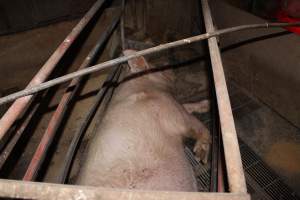 Farrowing crates at Springview Piggery NSW - Australian pig farming - Captured at Springview Piggery, Gooloogong NSW Australia.