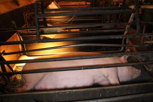 Farrowing crates at Corowa Piggery NSW - Australian pig farming - Captured at Corowa Piggery & Abattoir, Redlands NSW Australia.