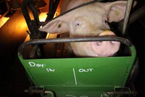 Farrowing crates at Corowa Piggery NSW - Australian pig farming - Captured at Corowa Piggery & Abattoir, Redlands NSW Australia.