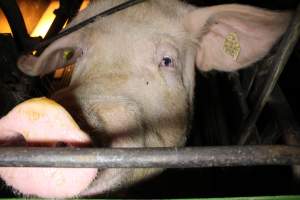 Farrowing crates at Corowa Piggery NSW - Australian pig farming - Captured at Corowa Piggery & Abattoir, Redlands NSW Australia.