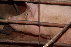 Farrowing crates at Springview Piggery NSW - Australian pig farming - Captured at Springview Piggery, Gooloogong NSW Australia.