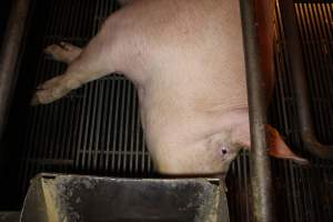 Farrowing crates at Corowa Piggery NSW - Australian pig farming - Captured at Corowa Piggery & Abattoir, Redlands NSW Australia.