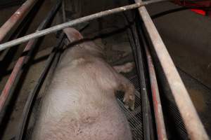 Farrowing crates at Springview Piggery NSW - Australian pig farming - Captured at Springview Piggery, Gooloogong NSW Australia.